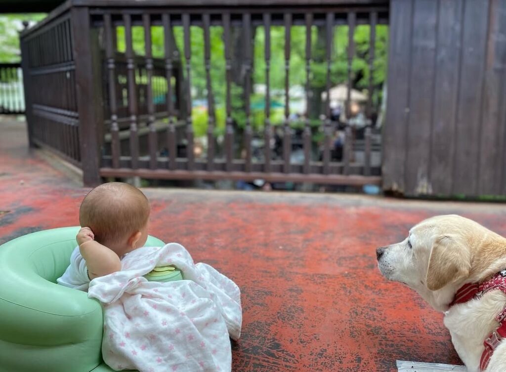 小泉進次郎の娘と愛犬