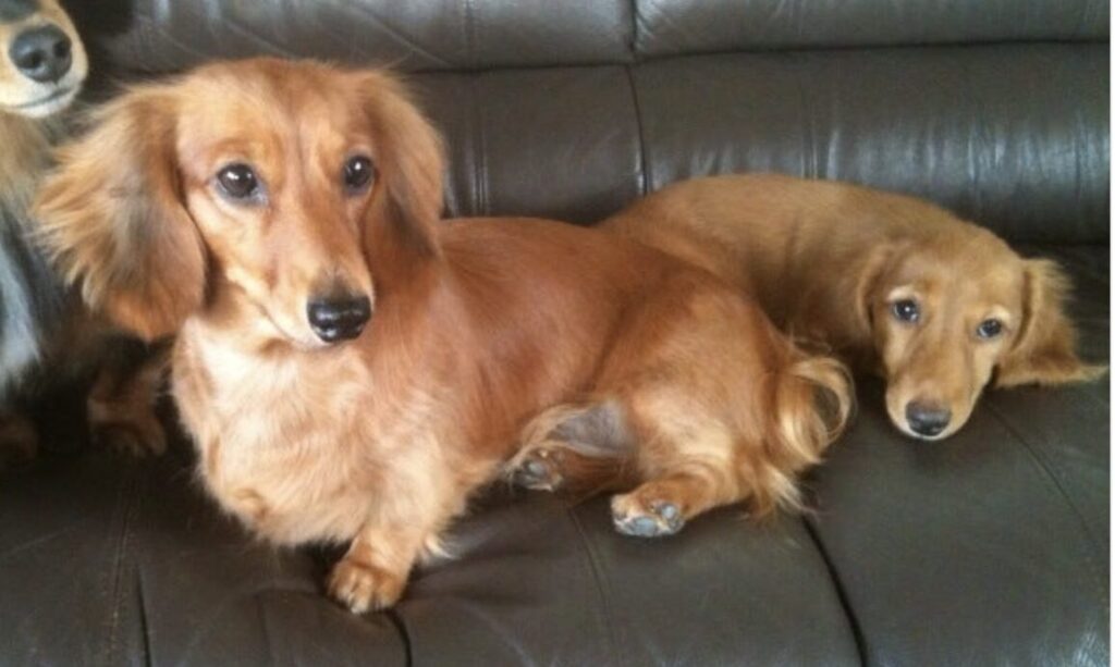 川裕一郎の愛犬