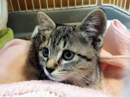 動物愛護