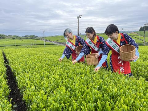 静岡県菊川市の茶摘み