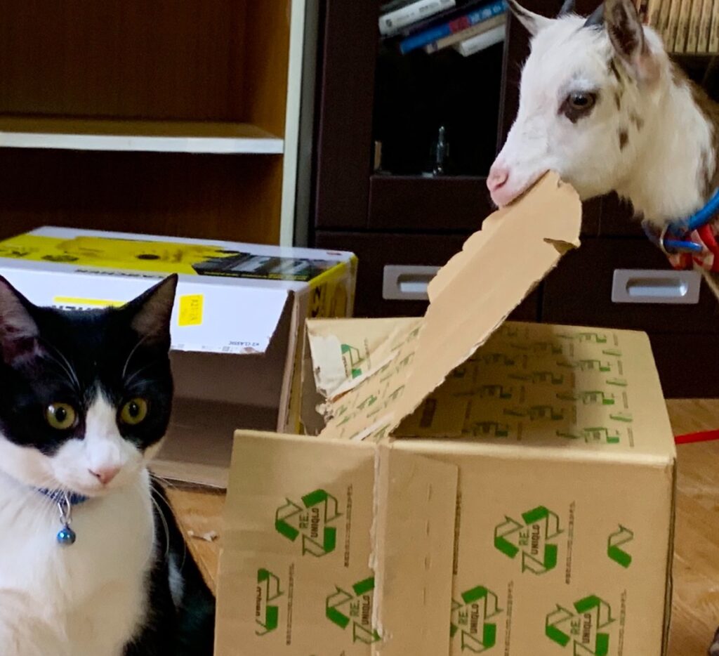 事務所所長だったヤギのメリー