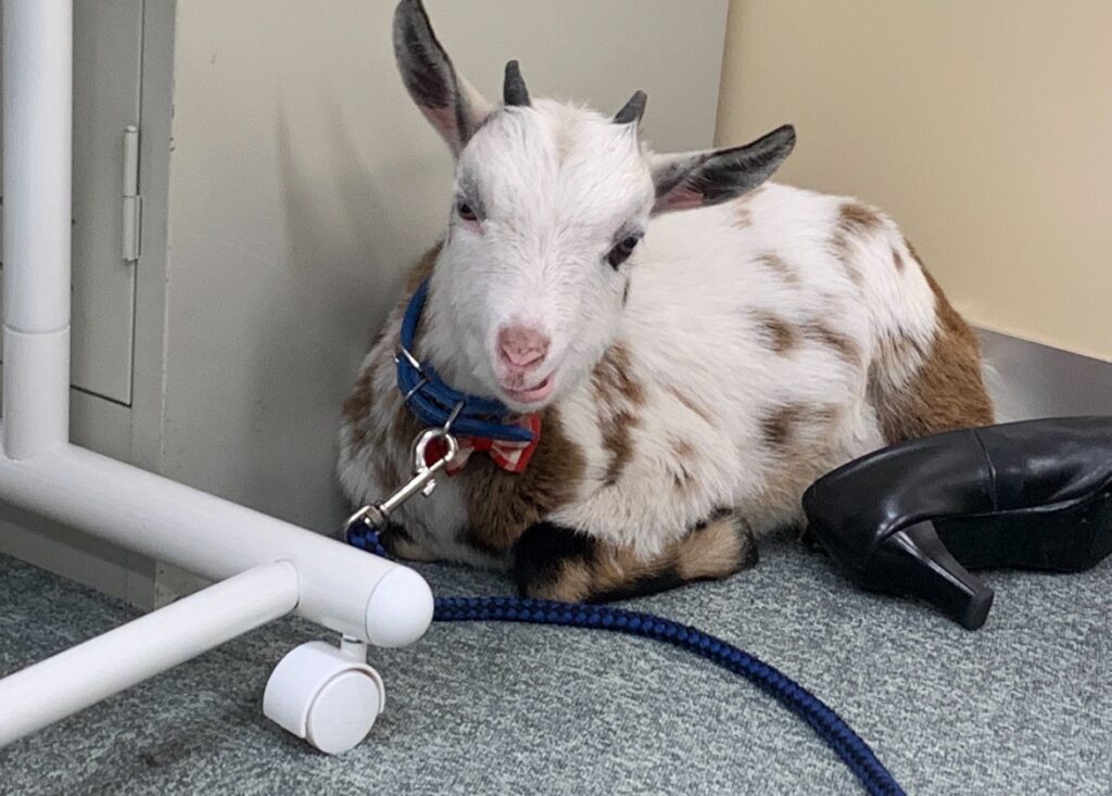 政治的利用と言われたヤギの仙台メリー