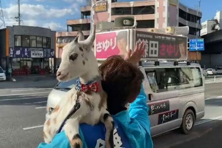 鎌田さゆりとやぎ